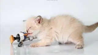 Nice and beautiful kitten.Elizar Dikoe Pole
