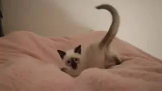 Как Тайский котёнок Стич ложится спать🐈🤕