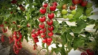 семена томата малиновый десерт