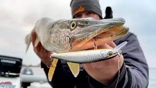 Great fishing on the Kama River with the Balisong Minnow 130SP and Inquisitor 130SP wobblers 