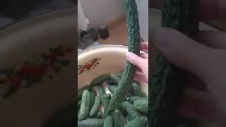 Пранк. Китайский огурец!