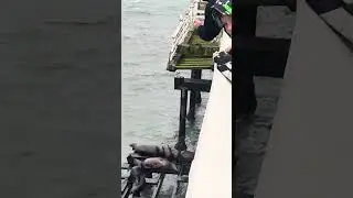 Тюлени