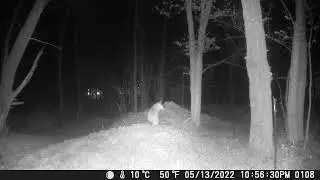 Red Fox on trail camera