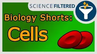 Video 26 - Egg Cell Function