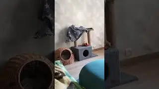 Котенок бесится 