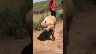 When your dog has a bigger dick than you 