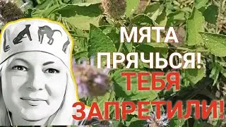 МЯТА УБЕГАЙ! #травы #народнаямедицина #чай #мохито #запрет #katuna_healer #abundance #мята #целитель