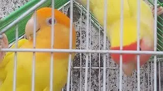 Pets & animal is live
