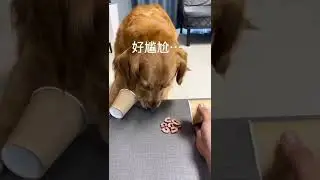 Wait for it.  #dogprankvideo #goldendog #adorable