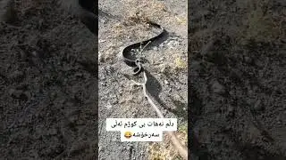 ماری رەش جەند جوانە