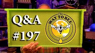 Backyard Beekeeping Questions and Answers Episode 197 get chickens to eat drone brood and more.