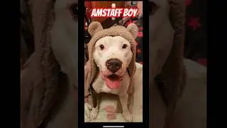 Амстафф Бой с родословной 