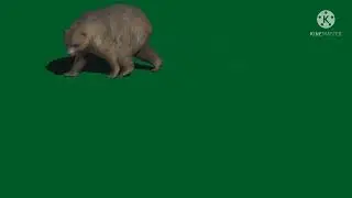 green screen bear !!green screen video !! green screen animal !!