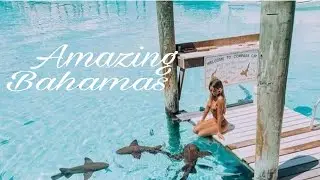 Discover Bahamas | Top things to do in Bahamas  | Exuma Bahamas | Swim with Pigs