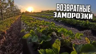 КЛУБНИКА как сохранить цветок при морозе 🍓❄