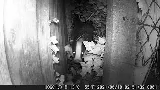 Two badgers following each other crossing the garden