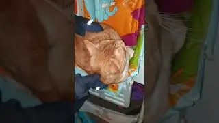 Кота прошу НЕ ТРОГАТЬ. Найдем ему ТЕПЛОЕ МЕСТО | 
