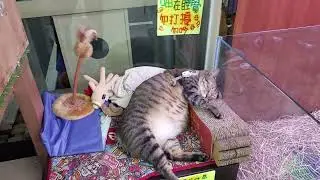 အမြဲ အိပ်ငိုက်နေသော ကြောင်ဝတုတ် 🙂😁 Sleepy fatty kitty ~ Taiwan aquarium shop