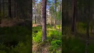#orienteering