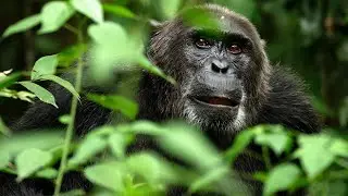 ŞEMPANZE SESİ (CHIMPANZEE SOUND)