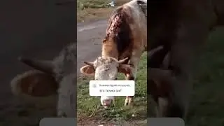 Раны от медведя. 7 октября 2023 г.
