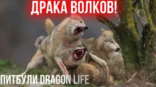 Драка ВОЛКОСОБОВ за Мясо!!!