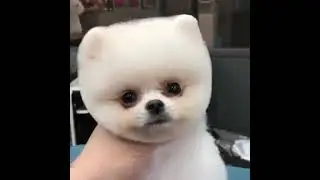 so pretty #puppy #puppies #puppylove #beautiful #animals