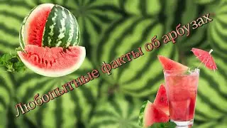 Любопытные факты об арбузах