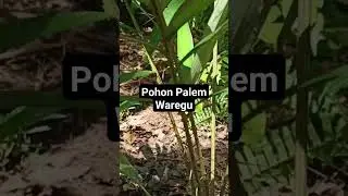 Pohon palem waregu