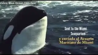 Lolita, la orca en cautiverio