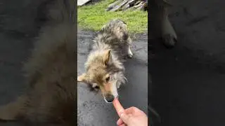 Захотелось?