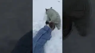 Ось воно – собаче щастя!