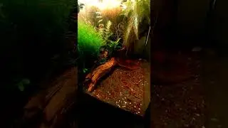 Caridinaio con RED SAKURA (neocaridina davidi) #shorts