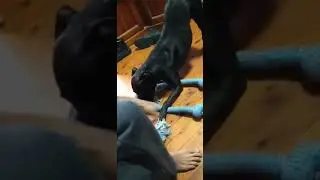 funny Pitbull moments preshes the Pitbull
