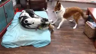 Female Collie Puppy Molly and Sebastian,  a Great Dane