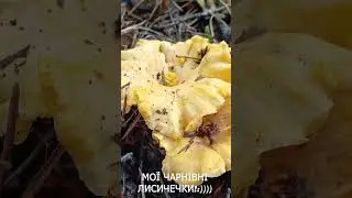 Мої ЛИСИЧКИ, тільки МОЇ!#shorts