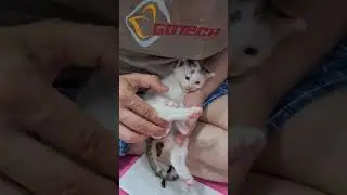 Kitten rescued helped by owner to poop.An easy method to make the kitten poop!!!