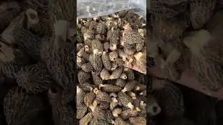 Mushrooms 2024 
