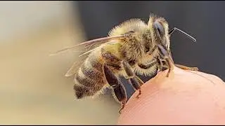Honeybee quick bonding snack.
