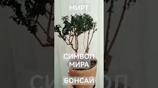 МИРТ обрезка под БОНСАЙ