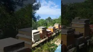 3 katlı arı oğul mu veriyor #bee #honey #shortvideo