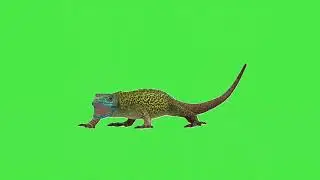 chameleon  green screen | copyright free