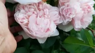 Обзор сада