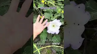 Flower That Affects Your Nervous System! (#botany)