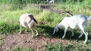 Утренний выпас моих коз.
