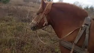 коні ваговози тягнем сухе повалене 🌲