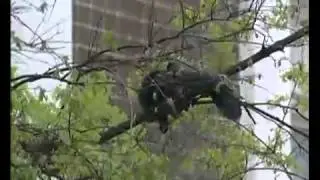 ДОСТАЛИ И НА ДЕРЕВЕ