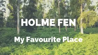 A Day in the Fens - Holme : My Favourite Place : Woodland Photography