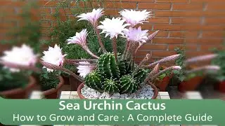 How to Grow and Care Sea Urchin Cactus: A Complete Guide