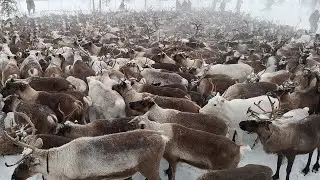 Стадо оленей в корале (загон)